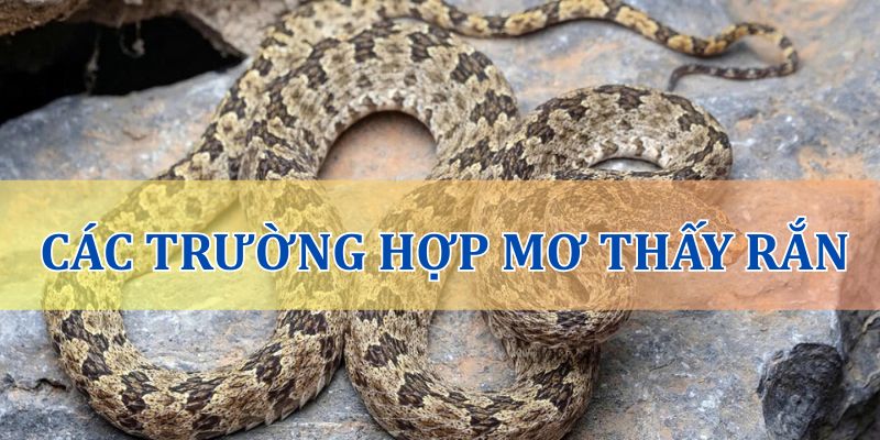 Giải mã các trường hợp mơ thấy con rắn