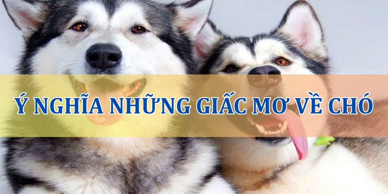 Giải mã giấc mơ thấy chó qua các tình huống đặc biệt