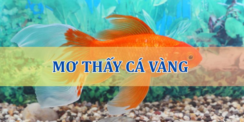 Mơ thấy cá vàng