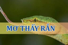 Mơ thấy rắn là điềm gì? Đánh lô đề con gì may mắn?