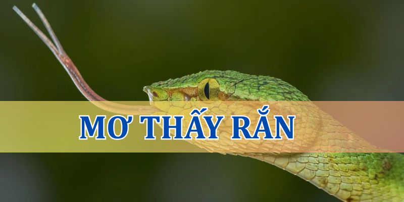 Mơ thấy rắn có ý nghĩa gì?