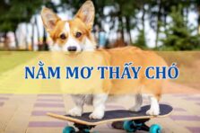 Mơ thấy chó là điềm gì? Giải mã ý nghĩa và con số may mắn