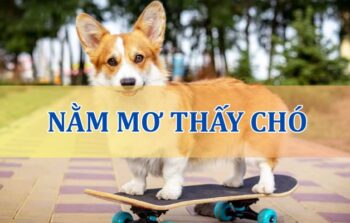 Mơ thấy chó là điềm gì? Giải mã ý nghĩa và con số may mắn