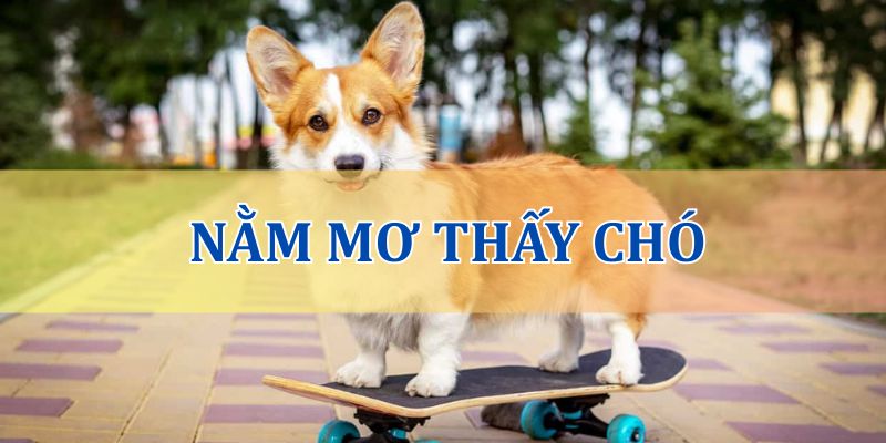 Mơ về chó có ý nghĩa gì?
