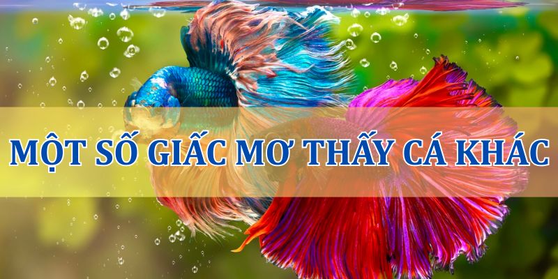 Một số giấc mơ về con cá khác thường gặp
