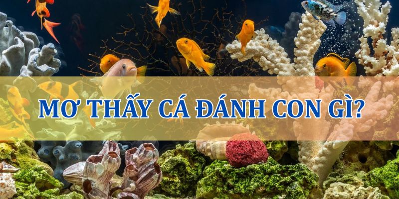 Nằm mơ thấy cá đánh con gì?