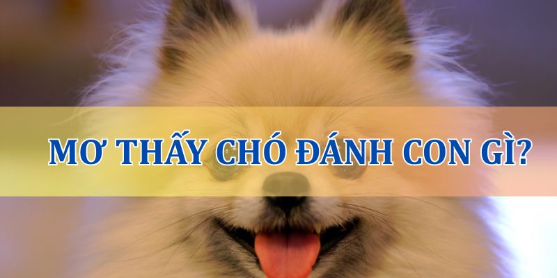 Nằm mơ thấy chó đánh con gì dễ trúng?