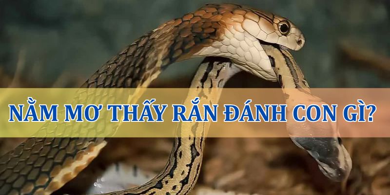 Nằm mơ thấy rắn đánh con gì?
